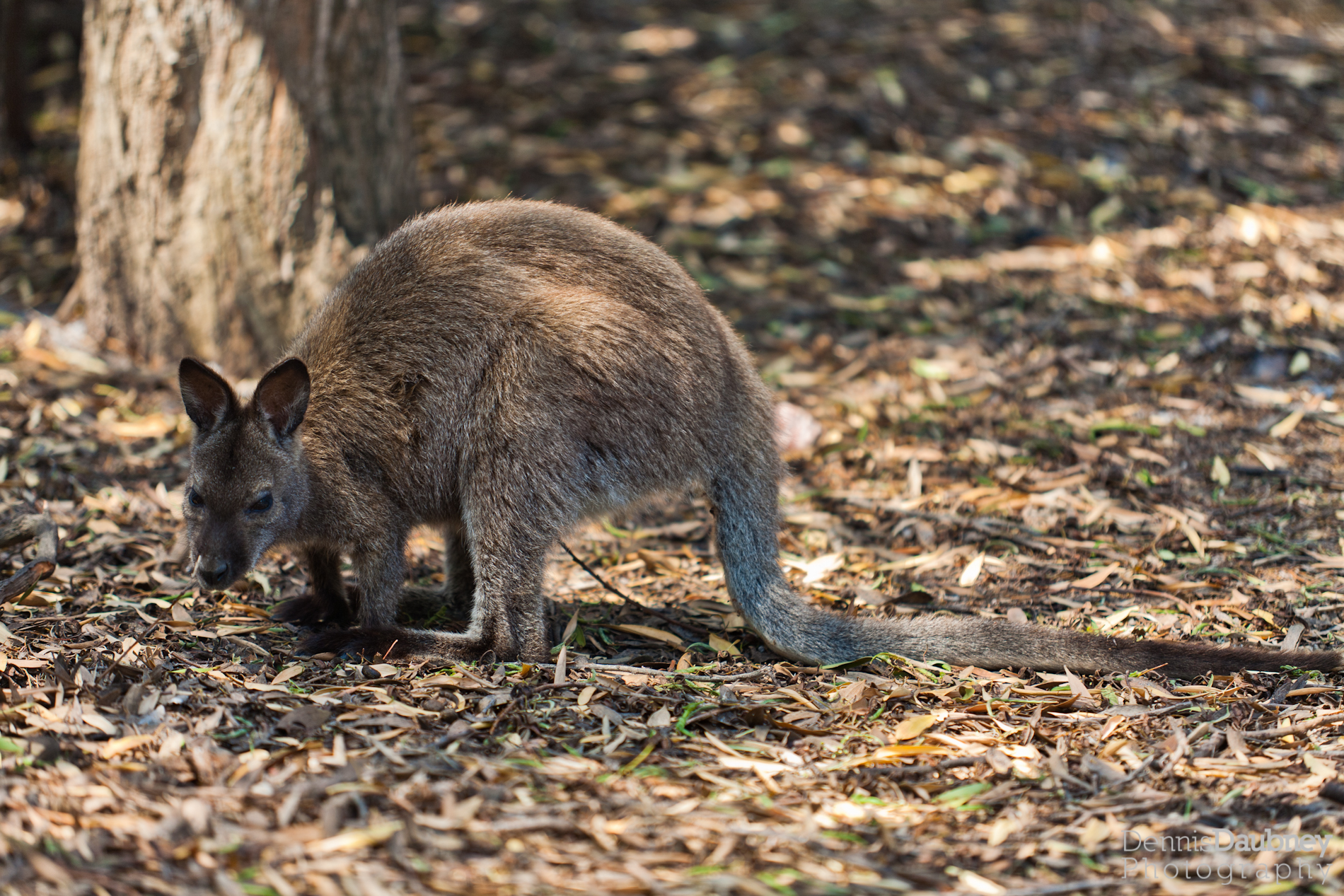 Wild Red Necked Wallaby